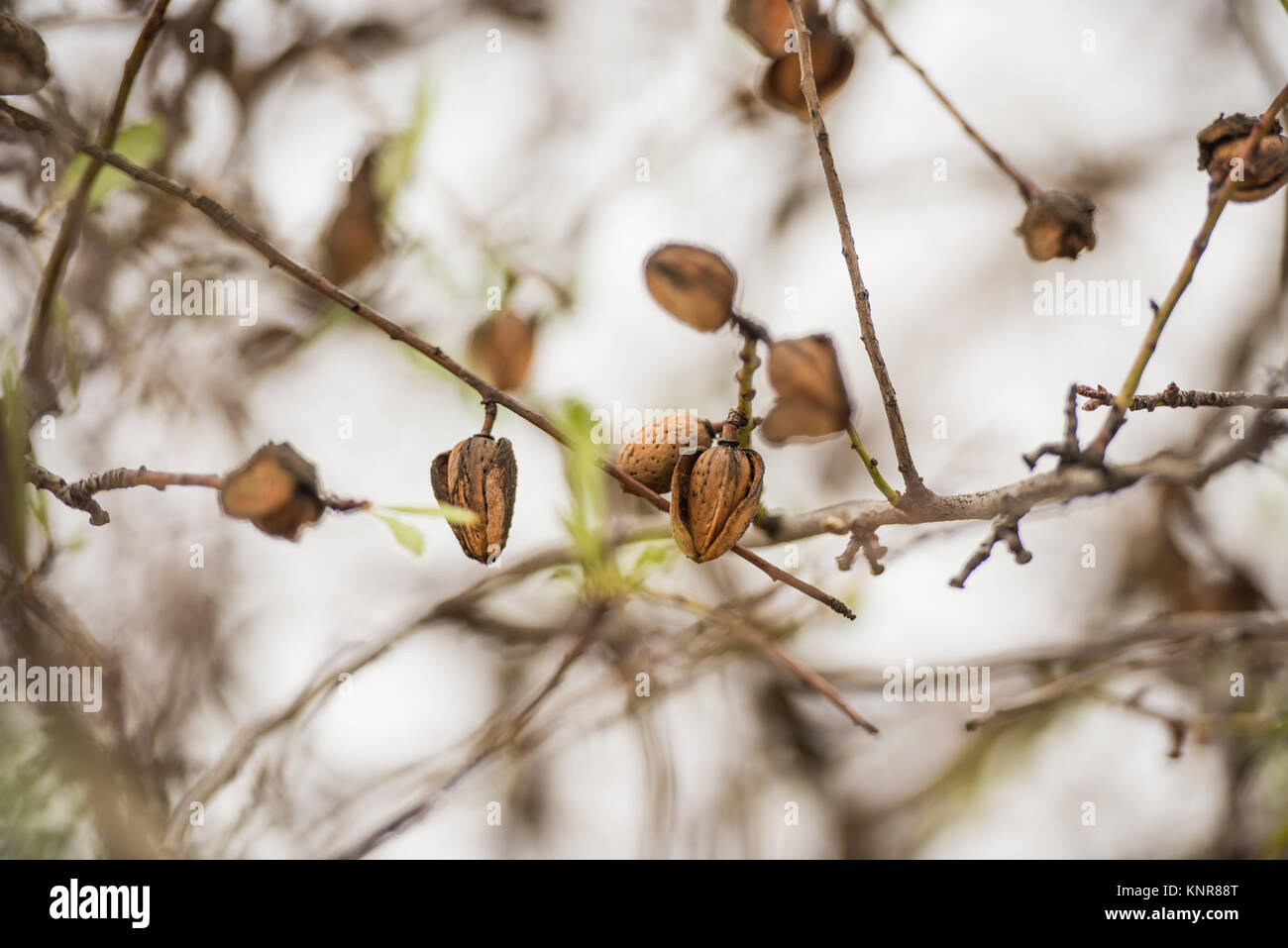 Mandorle in crescita in un mandorlo vicino a Mérida, Badajoz, Estremadura, Spagna. Foto Stock