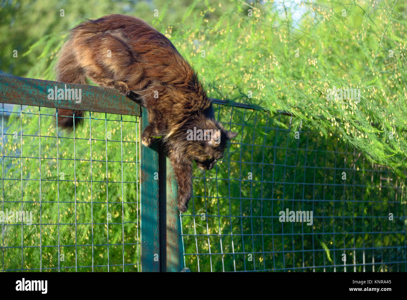 Il cioccolato cat salta sopra una recinzione in ferro Foto Stock