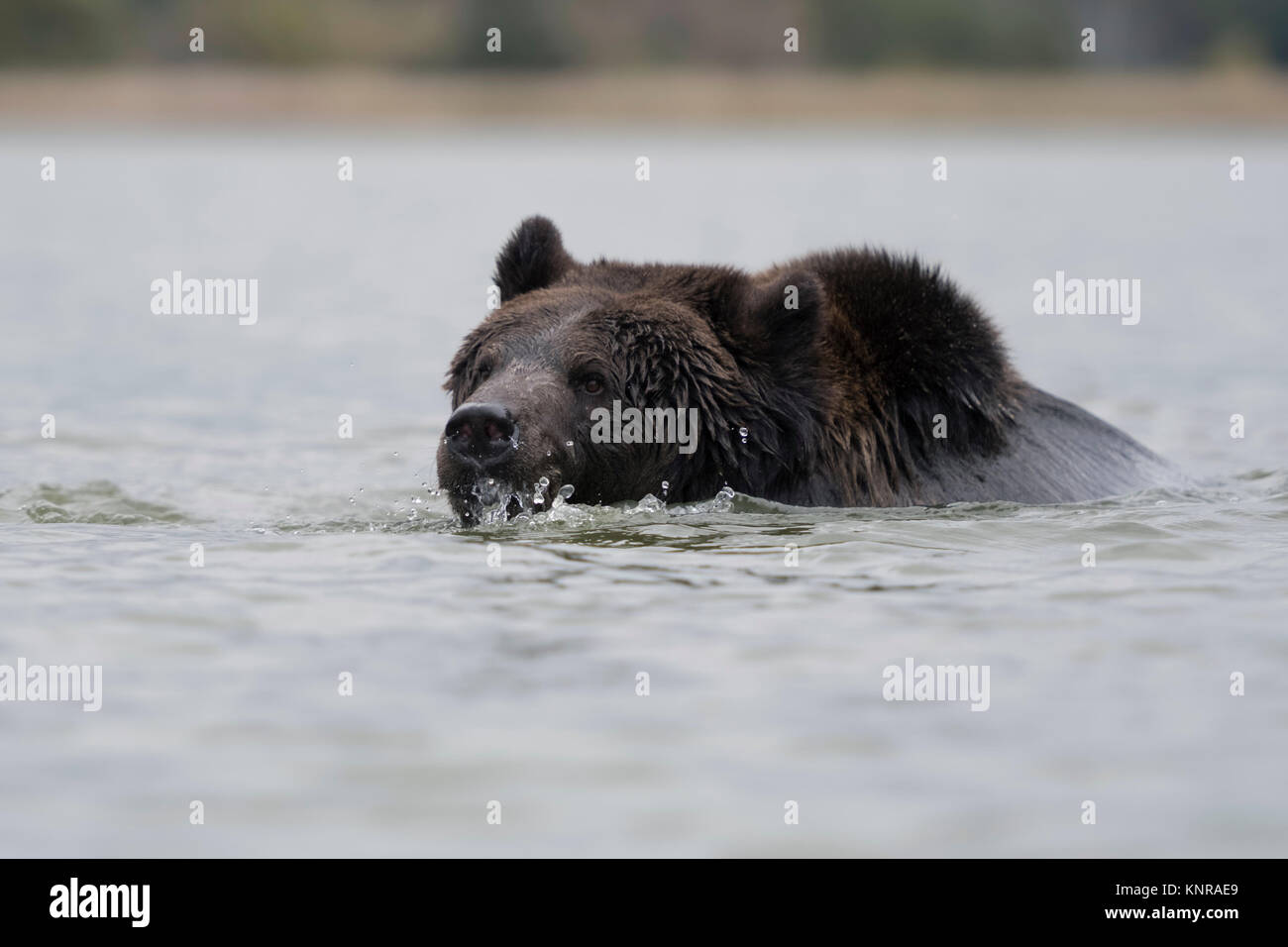Unione orso bruno / Europaeischer Braunbaer ( Ursus arctos ) nuoto, balneazione, giocare in acqua in un lago. Foto Stock