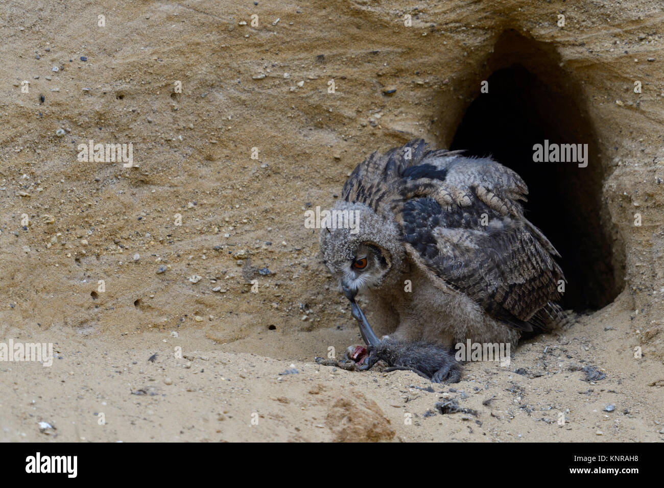 Gufo reale / Europaeischer Uhu ( Bubo bubo ), giovane pulcino al sito di nidificazione, alimentazione sulla preda ( nutria ), la fauna selvatica, l'Europa. Foto Stock