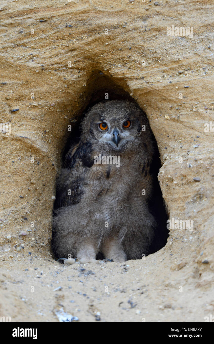 Gufo reale / Europaeischer Uhu ( Bubo bubo ), chick, stando in ingresso del suo nido scavano, sembra carino, fauna selvatica, l'Europa. Foto Stock