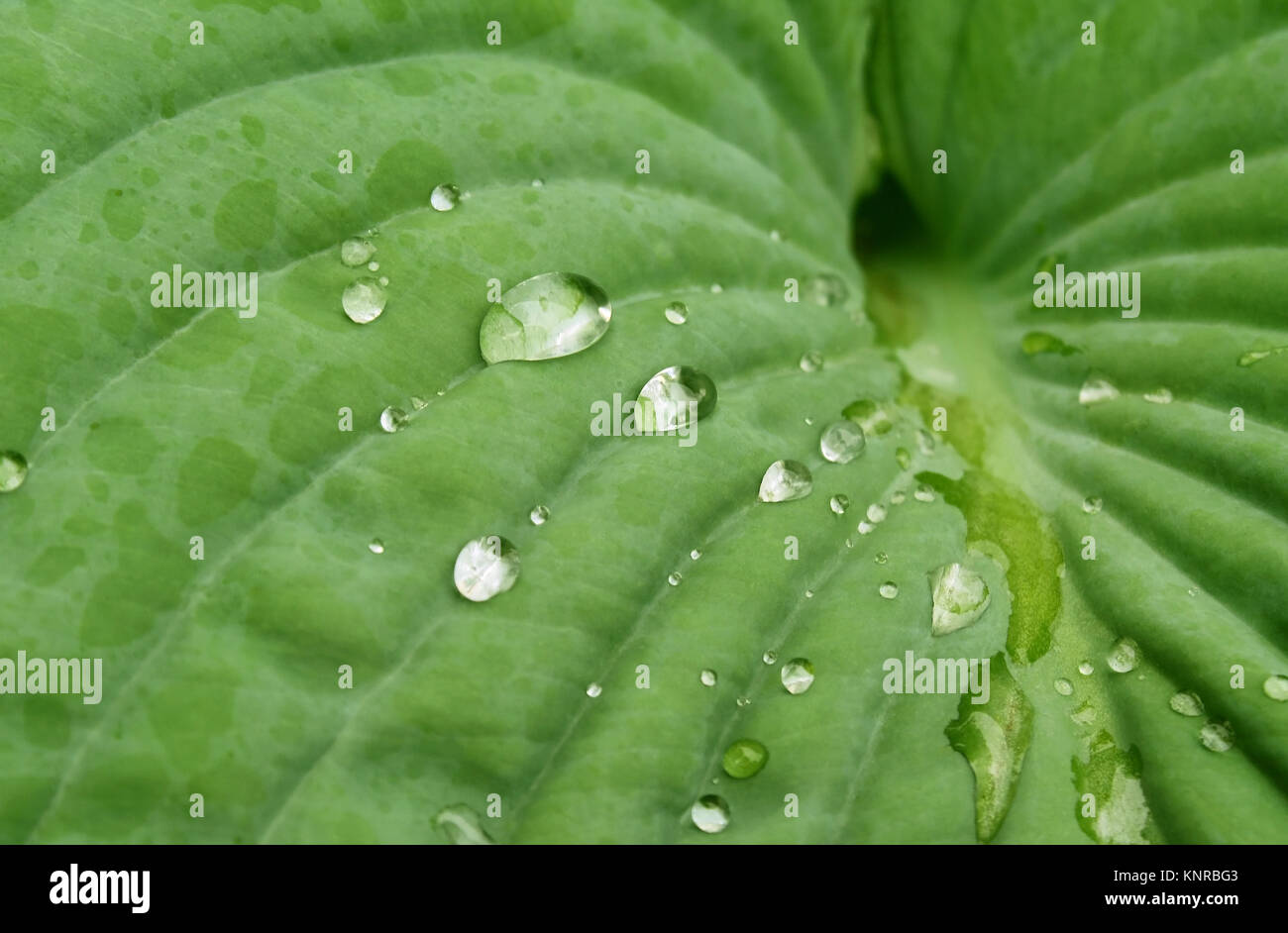 Crystal clear gocce di pioggia si depositano sulla superficie di una foglia di Hosta Foto Stock