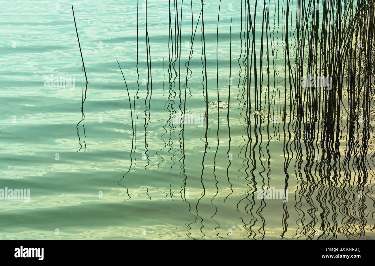 Reeds/erbe ondeggiano acque turchesi Foto Stock