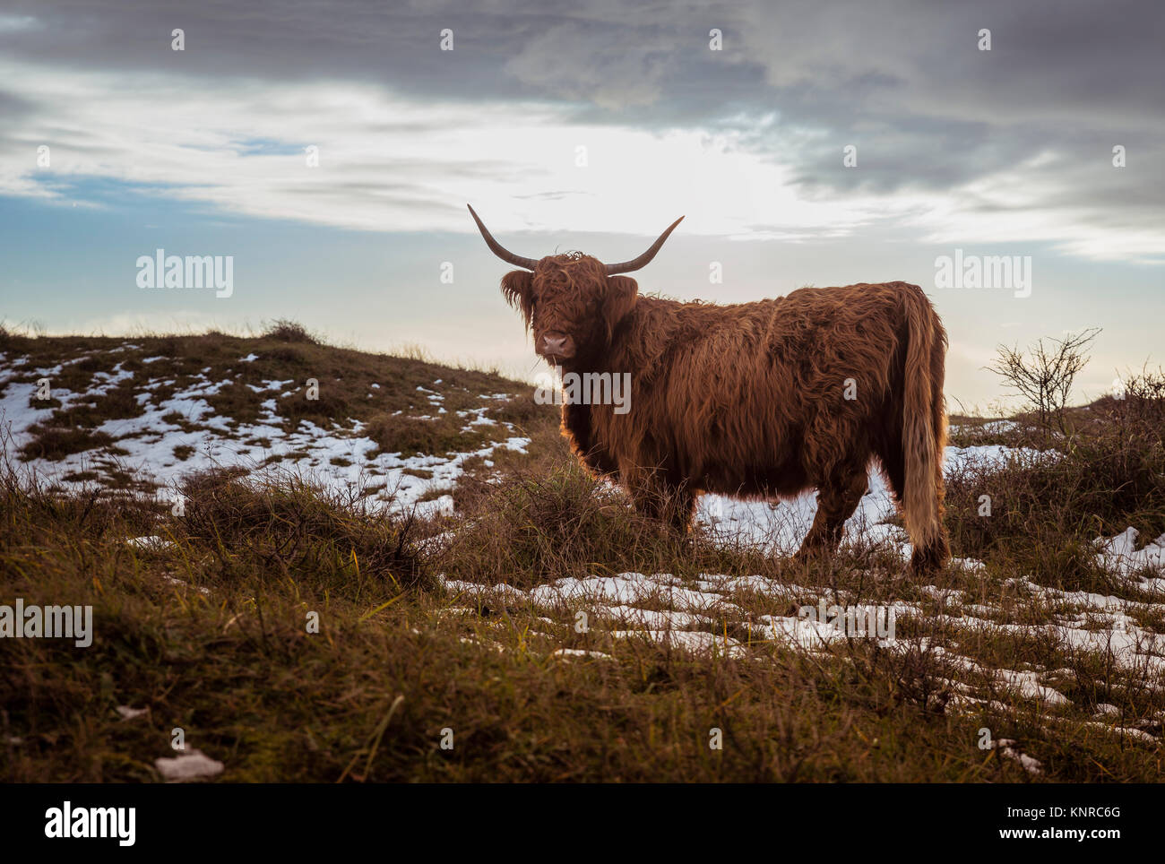 Brown galloway mucca nel tramonto in natura sono Rockanje dune in Olanda Foto Stock