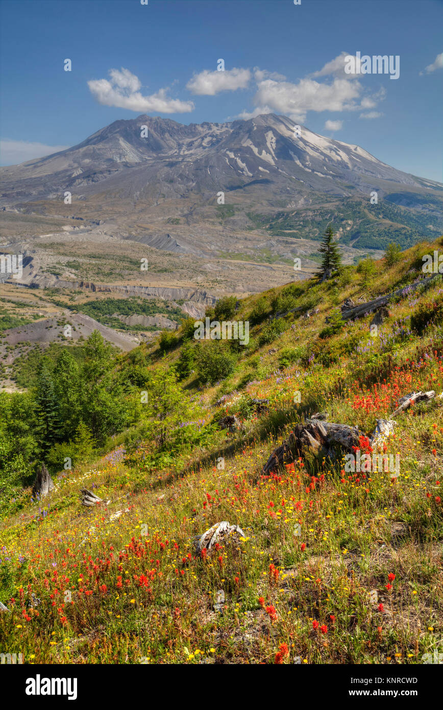 Mt St Helens con fiori selvatici, Mt St Helens National Volcanic Monument, Washington, Stati Uniti d'America Foto Stock