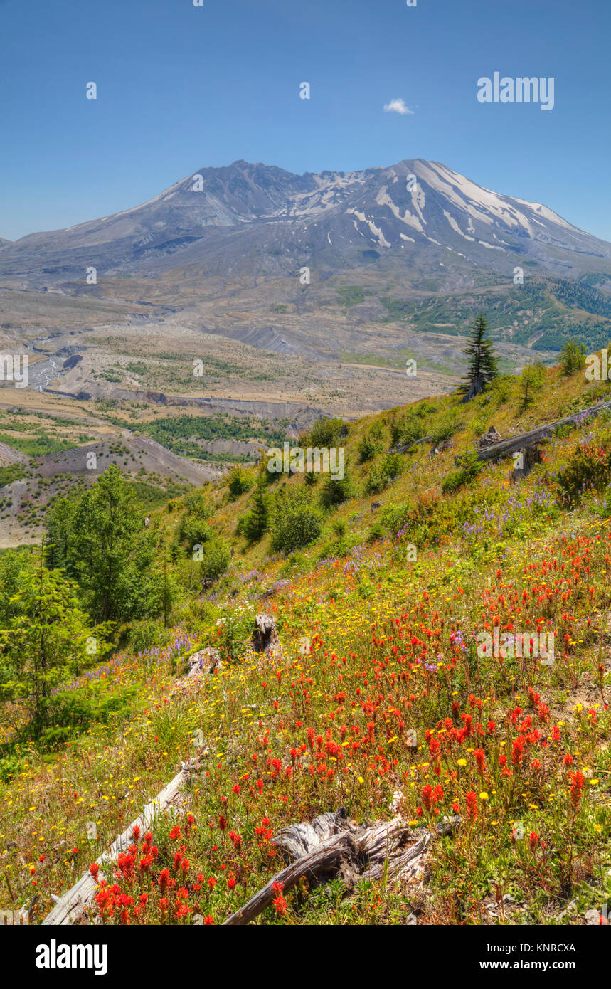 Mt St Helens con fiori selvatici, Mt St Helens National Volcanic Monument, Washington, Stati Uniti d'America Foto Stock