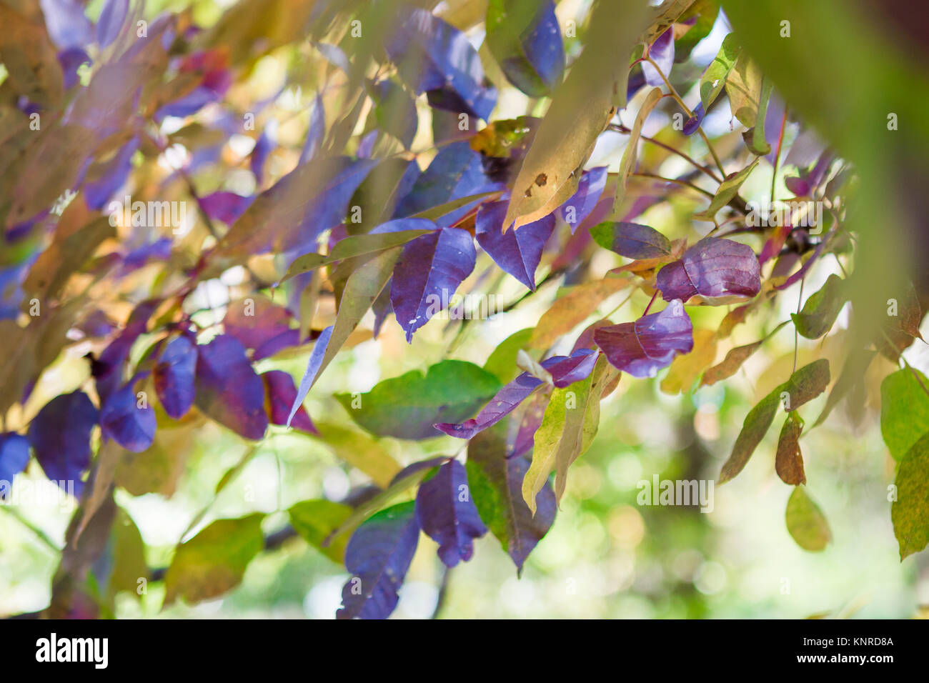 Viola Foglie di autunno closeup Foto Stock