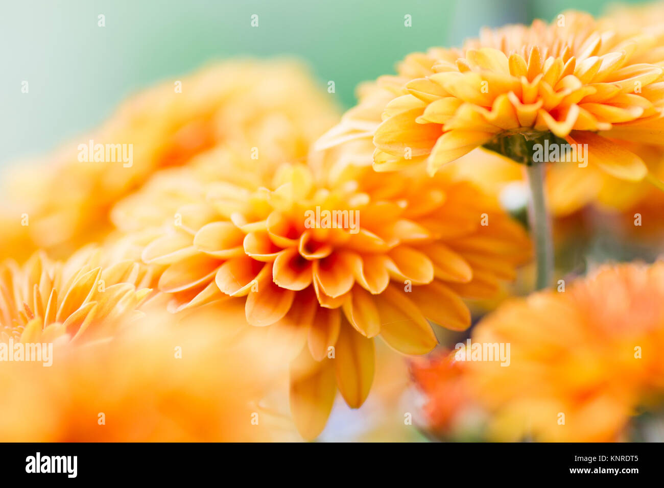 Crisantemi closeup Foto Stock
