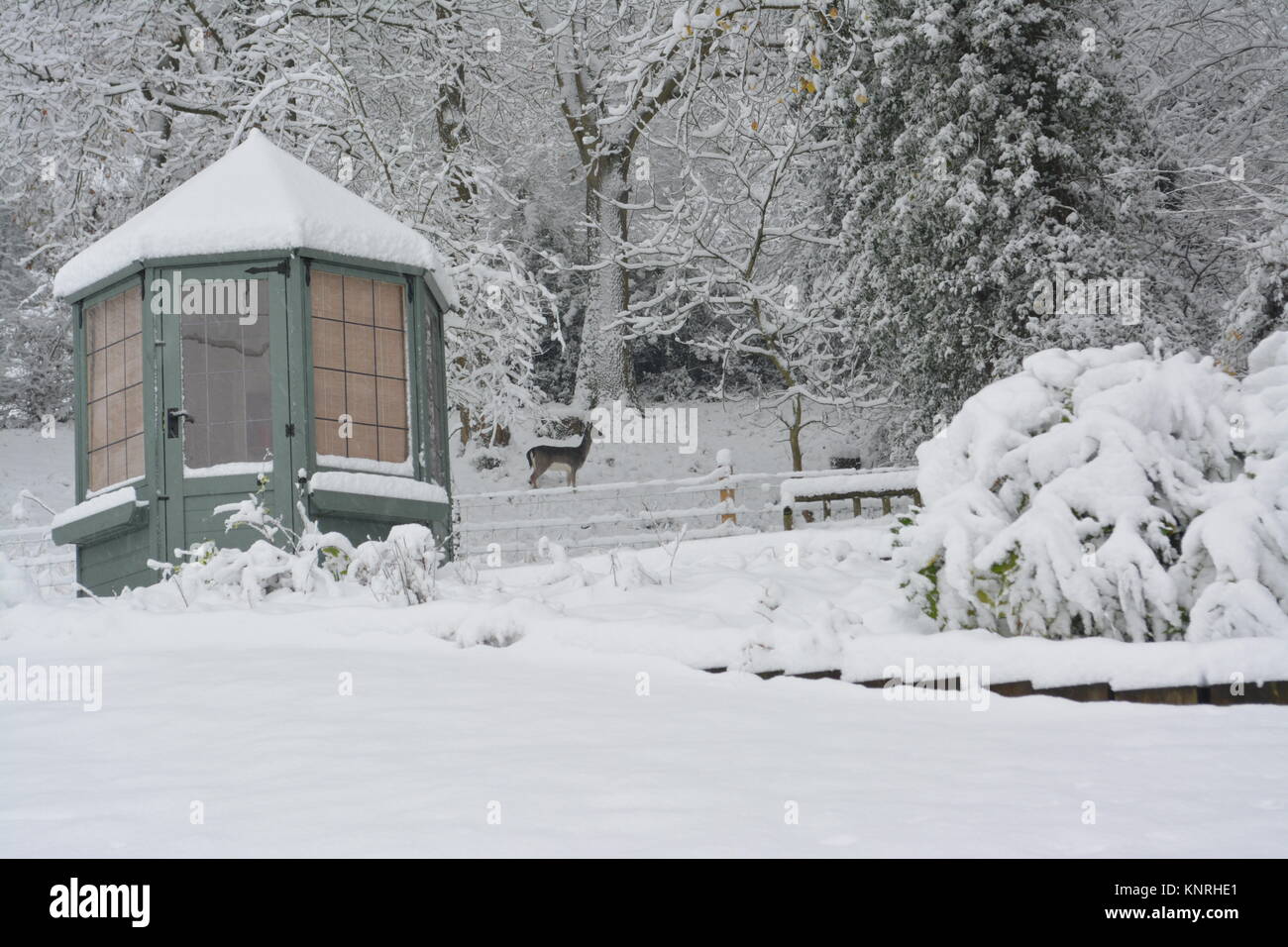 Giardino con prato e bosco coperto di neve dopo un pesante tempesta con summerhouse e unico il cervo doward south herefordshire England Regno Unito Foto Stock