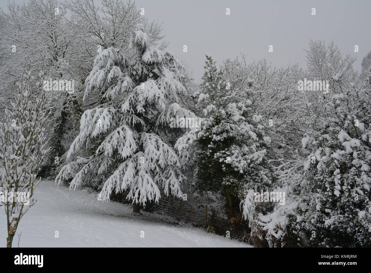 Alberi coperti di neve dopo una forte tempesta di neve re stagioni meteo il cambiamento climatico il doward south herefordshire England Regno Unito Foto Stock