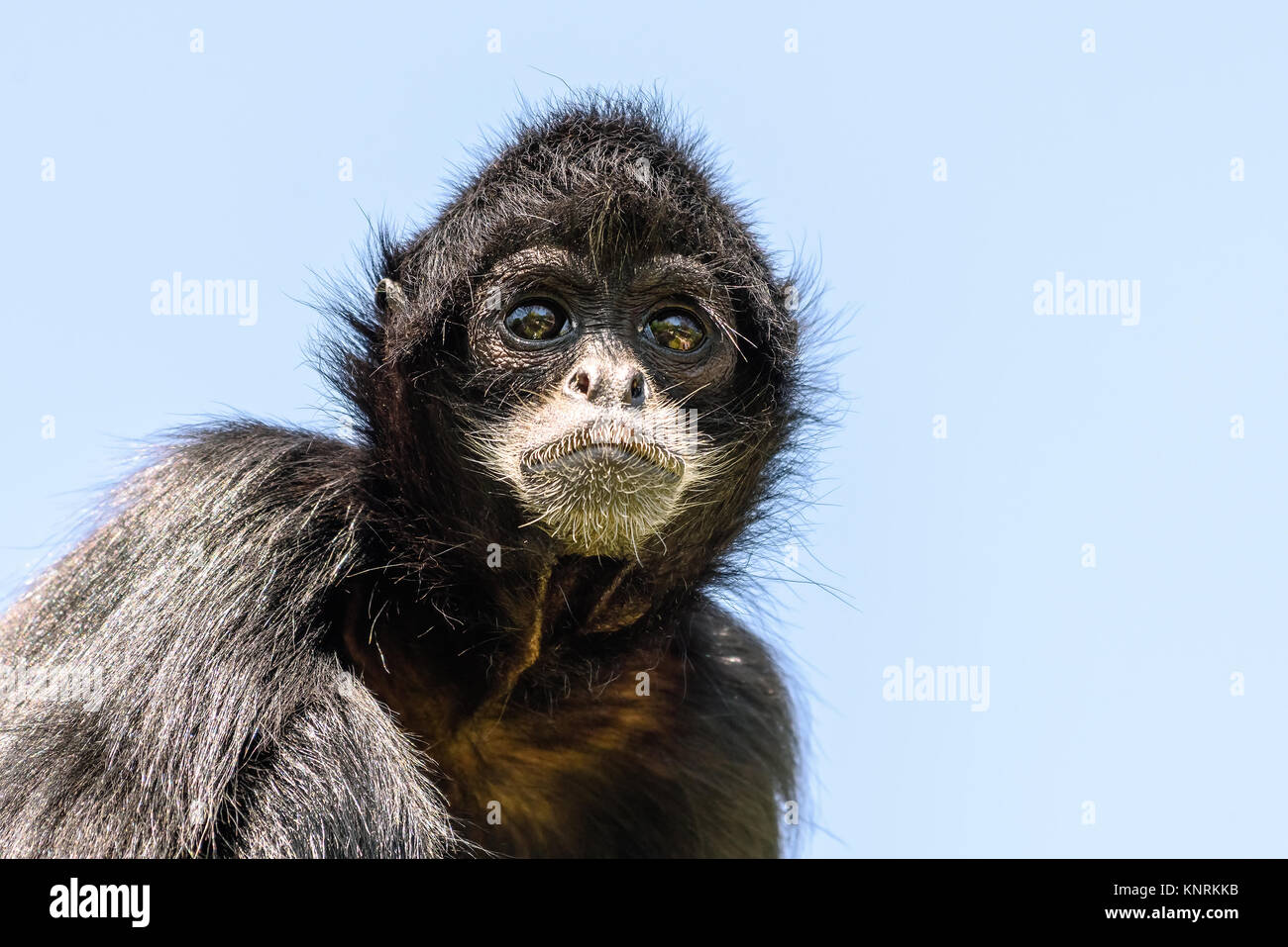 Black-Headed Spider Monkey (Ateles Fusciceps) Foto Stock