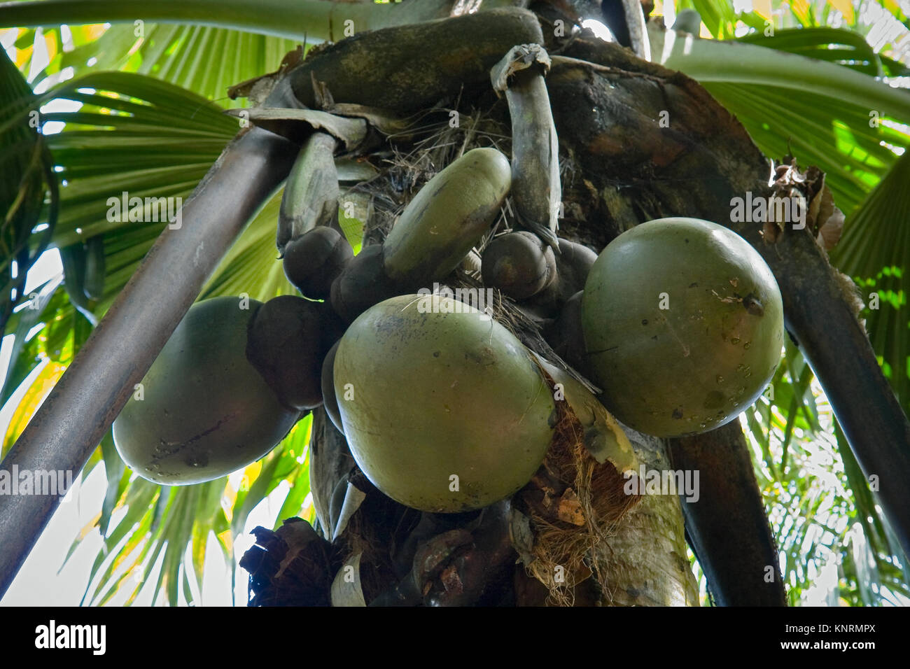 Noci di cocco di mare su Lodoicea maldivica Palm tree. Specie endemiche dell'isola di Praslin, Seicelle Foto Stock