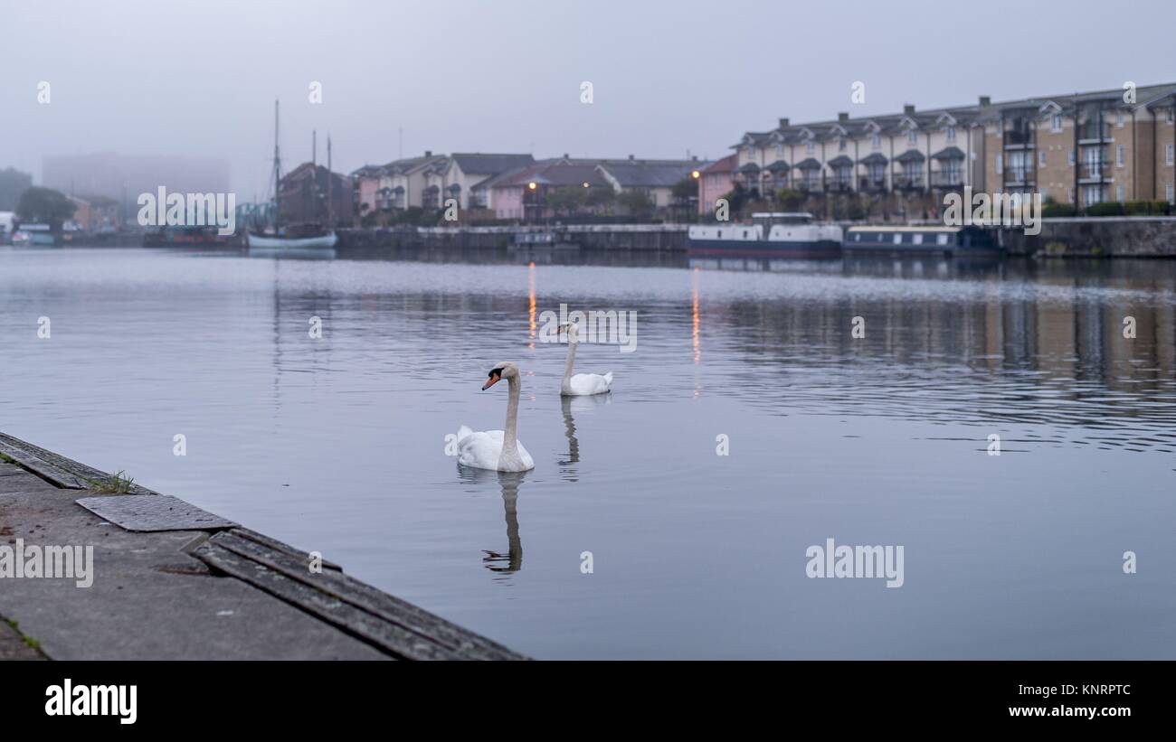 Cigni dal porto Foto Stock