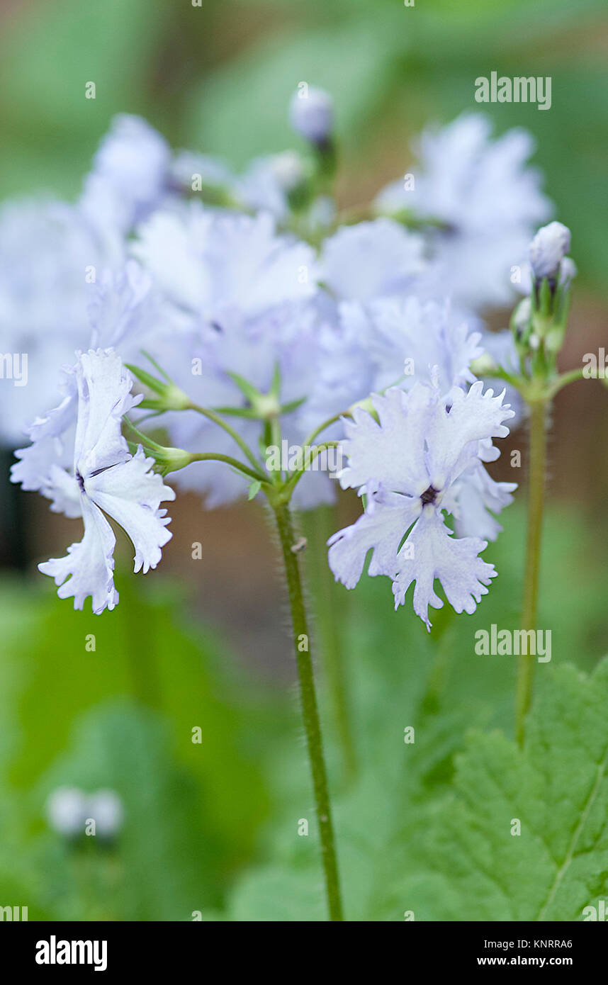 PRIMULA SIEBOLDII AOBA Foto Stock