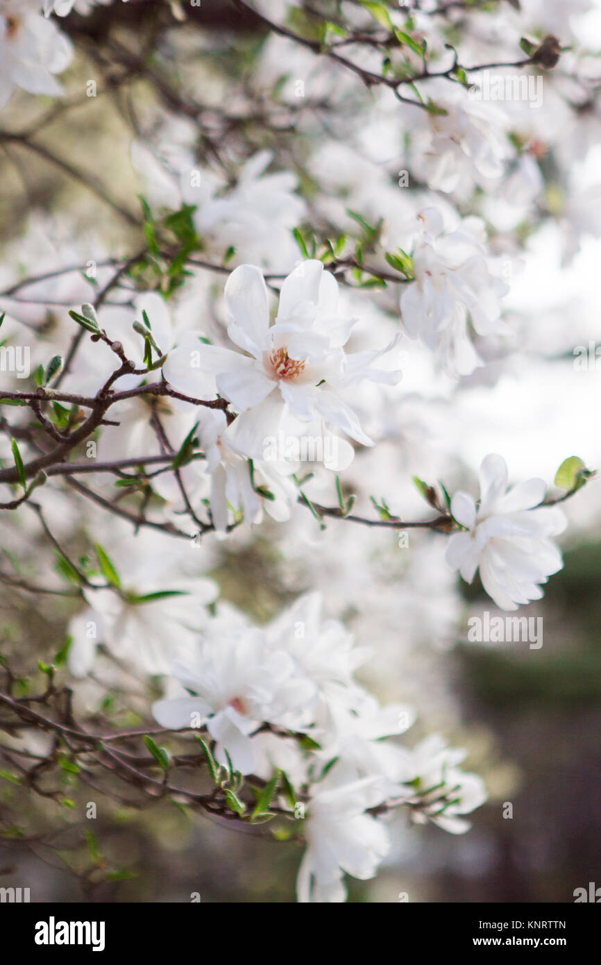 Blooming bianco fiori di magnolia sui rami in primavera Foto Stock