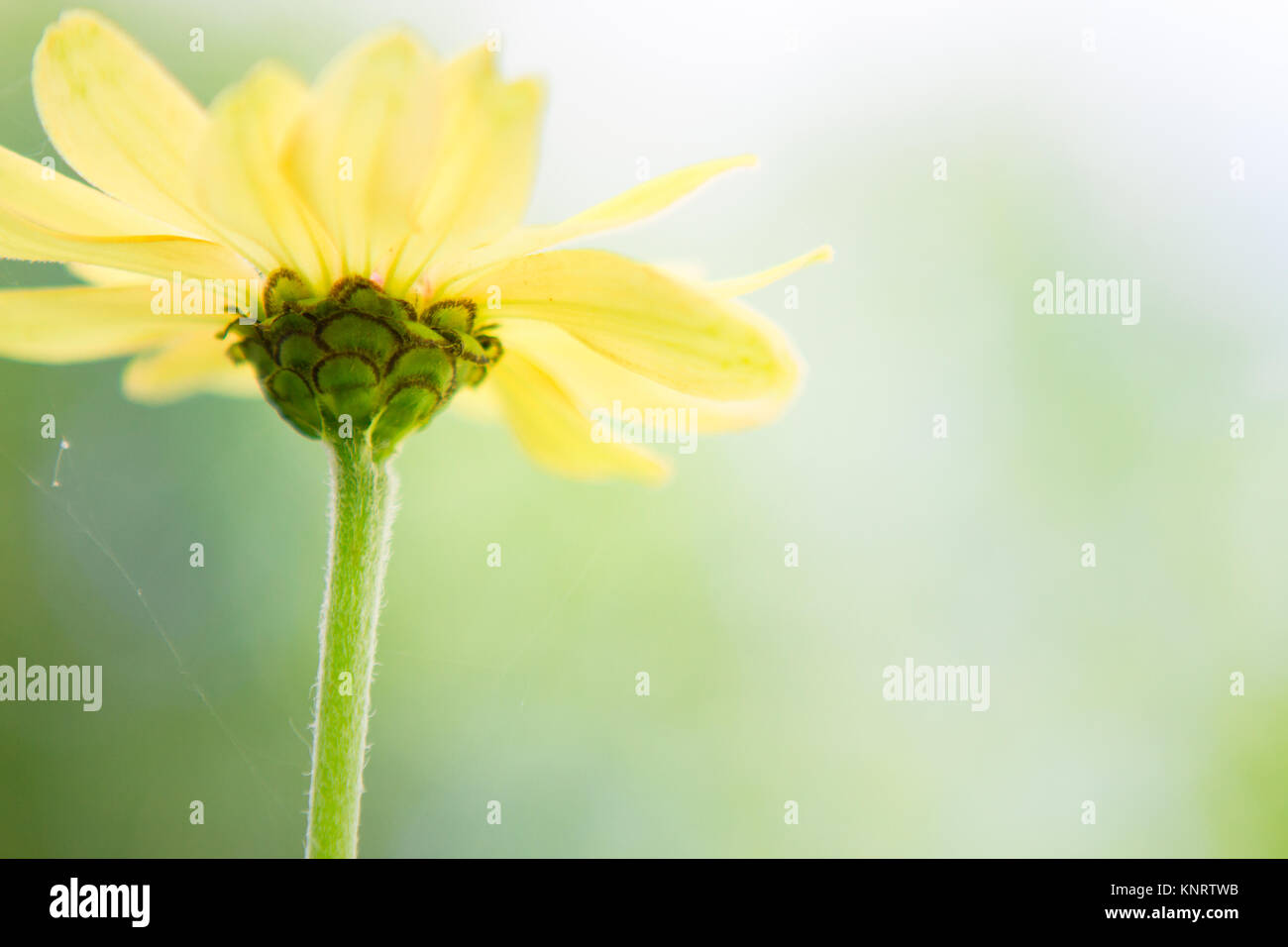 Zinnia fiore closeup in giardino con il web Foto Stock