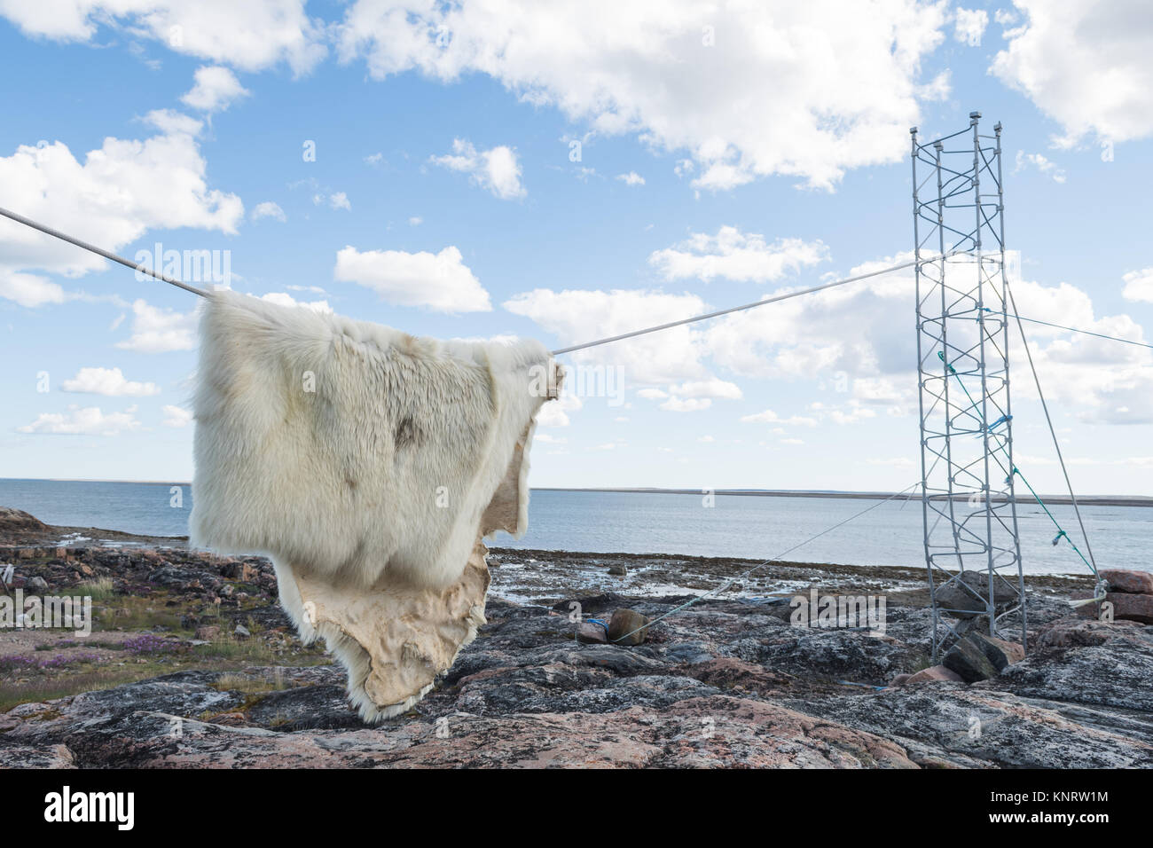 Orso polare pelle appesa ourdoors stendibiancheria Foto Stock