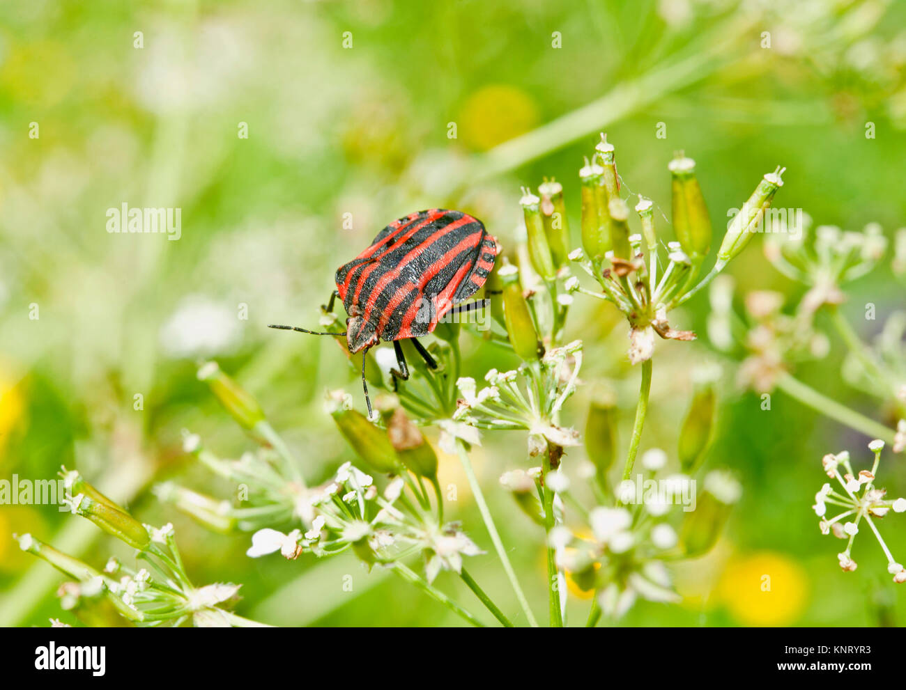 Italiano bug striato, Graphosoma lineatum, una specie di scudo bug nella famiglia Pentatomidae Foto Stock