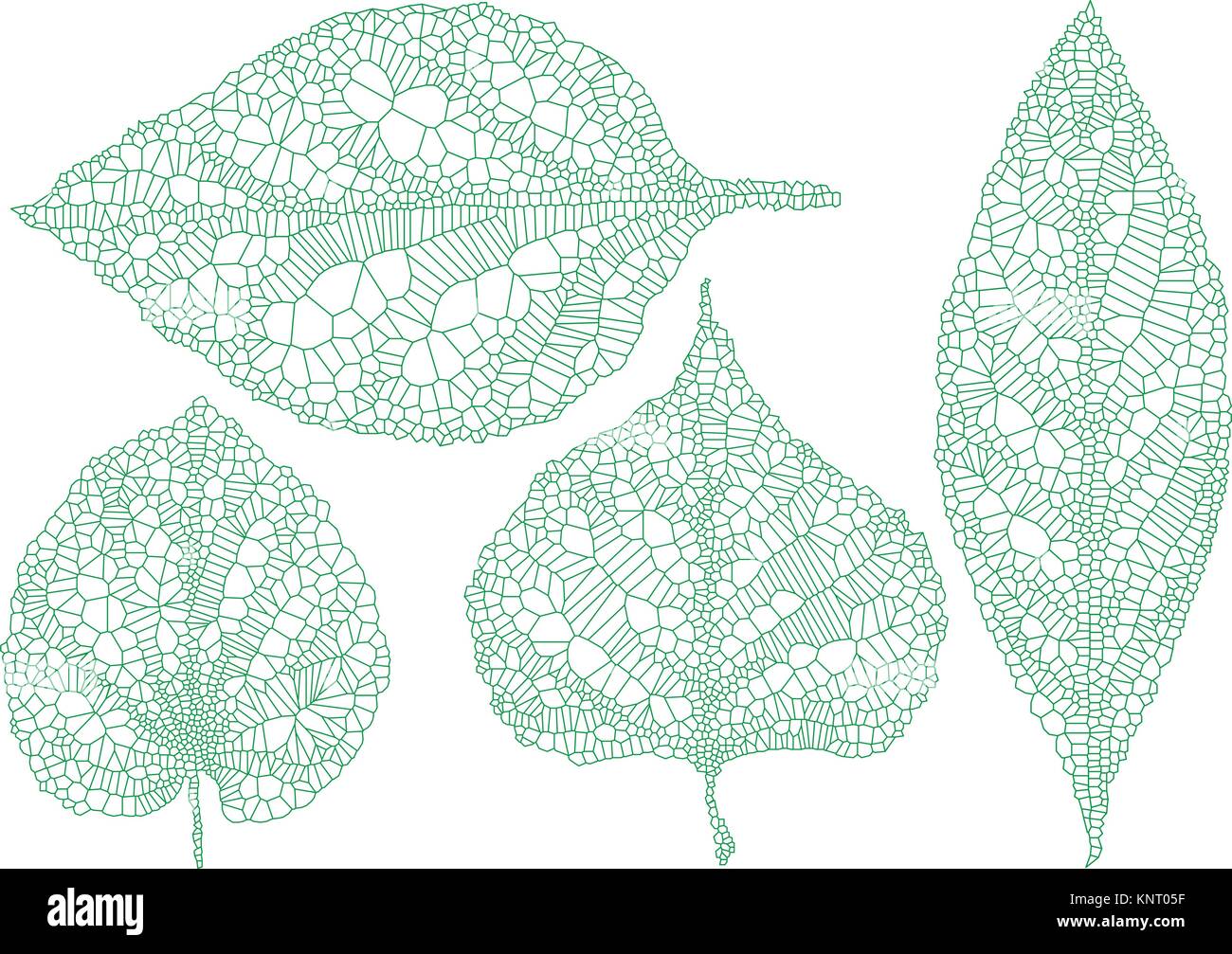 Verde foglie di vena, lo scheletro di foglia, set di vettore di elementi di design, su sfondo bianco Illustrazione Vettoriale