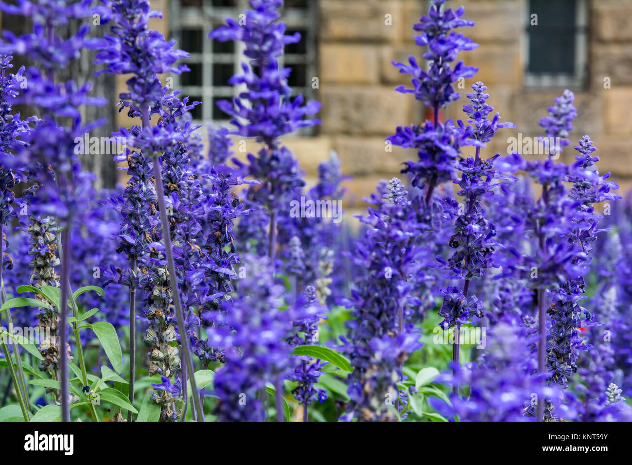 Viola fiori blu lavanda lilla giardino campo città europea Foto Stock