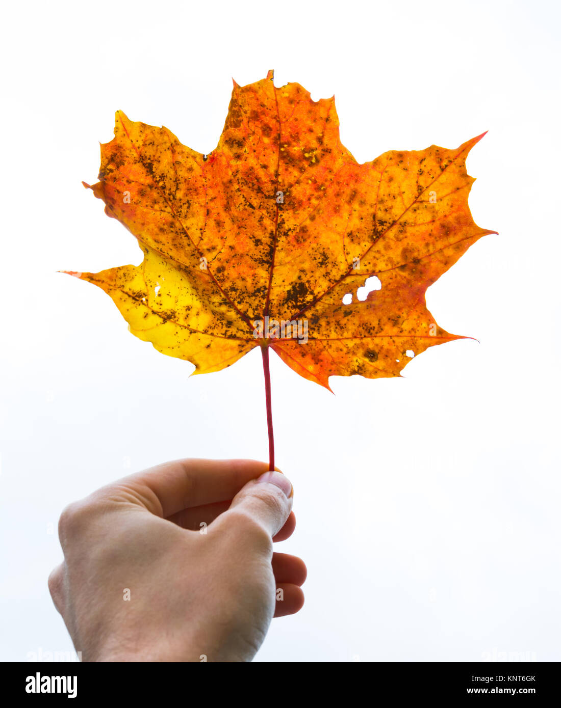 Dita della mano tenuta stelo delicato rosso arancio giallo morto a foglia di quercia autunno cadono impianto stagionale morto ad albero isolato Sfondo bianco Foto Stock