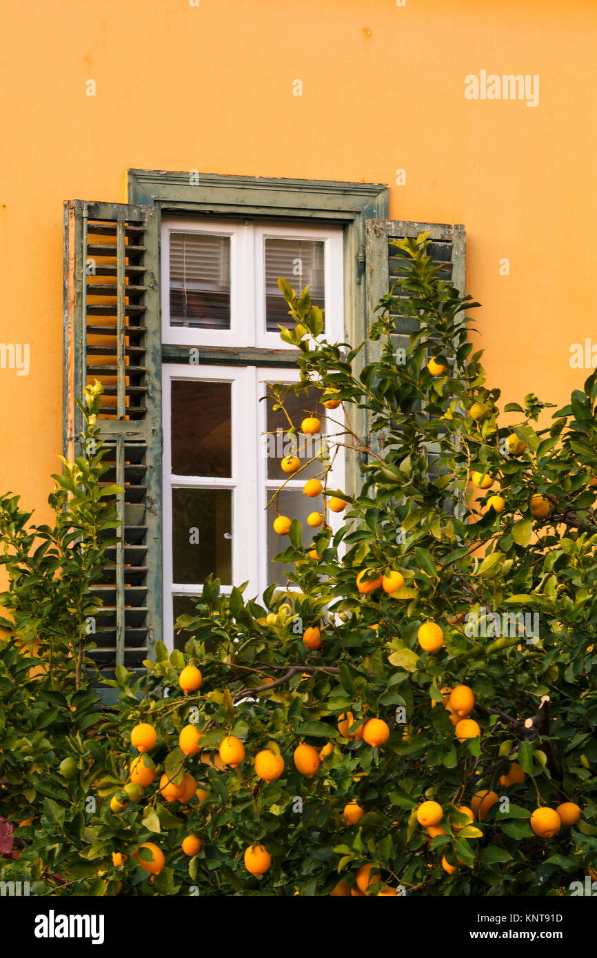 Albero di limone e una finestra in Plaka, la città vecchia di Atene, Grecia. Foto Stock