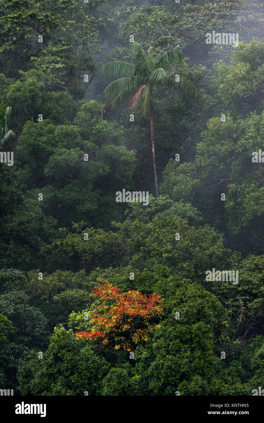 Vegetazione tropicale dalla foresta pluviale atlantica di sè il Brasile, con un Palmito Palm tree Foto Stock
