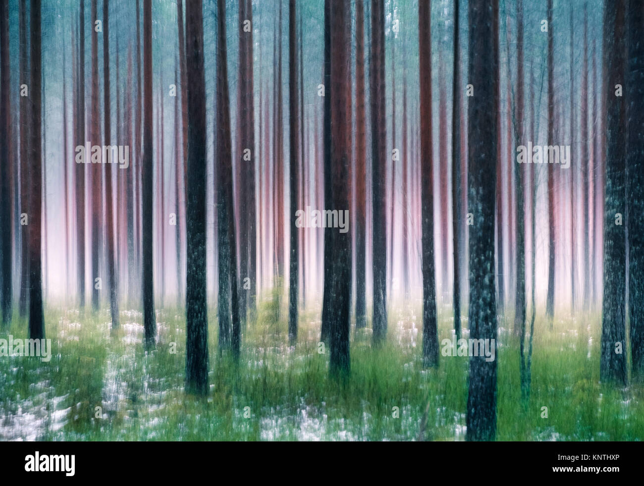 Whispering alberi. Questo effetto è stato realizzato da oscillazioni della fotocamera. Questa è stata presa da nebbiose giornate d'autunno in pineta Hyvinkää, Finlandia Foto Stock
