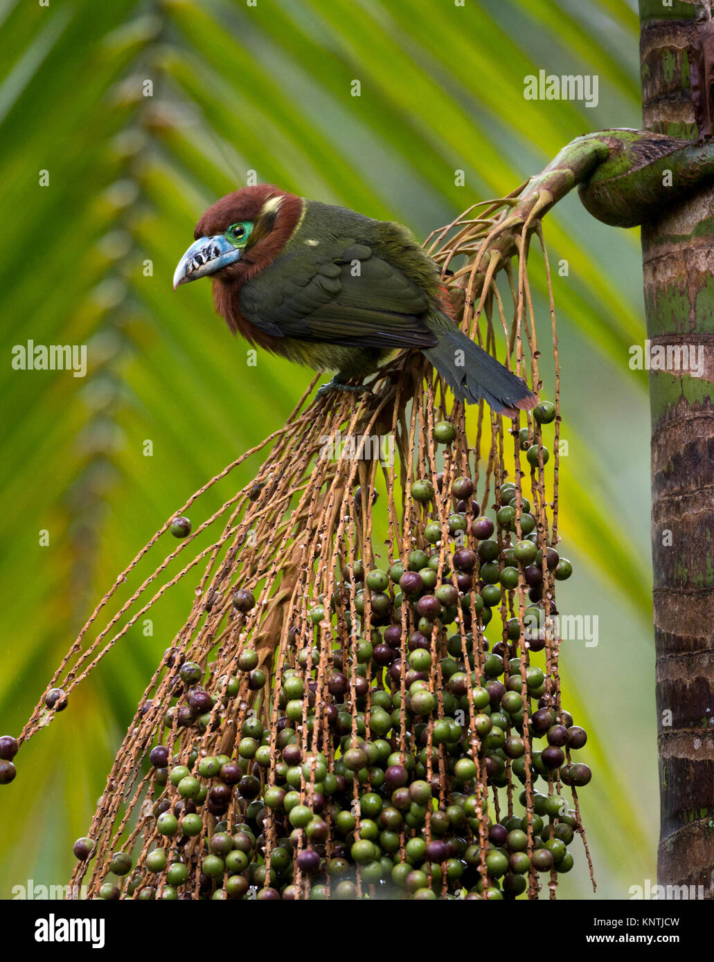 Spot-fatturati Toucanet avanzamento sul Palmito frutta nella foresta pluviale atlantica di sè il Brasile Foto Stock