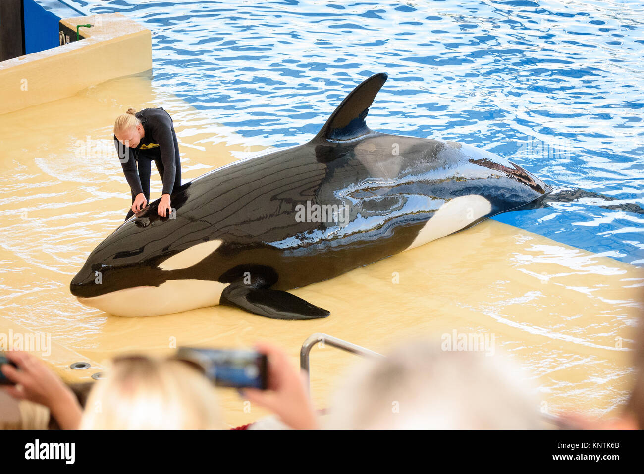 Una balena killer sfregata da un trainer a Loro Parque Foto Stock