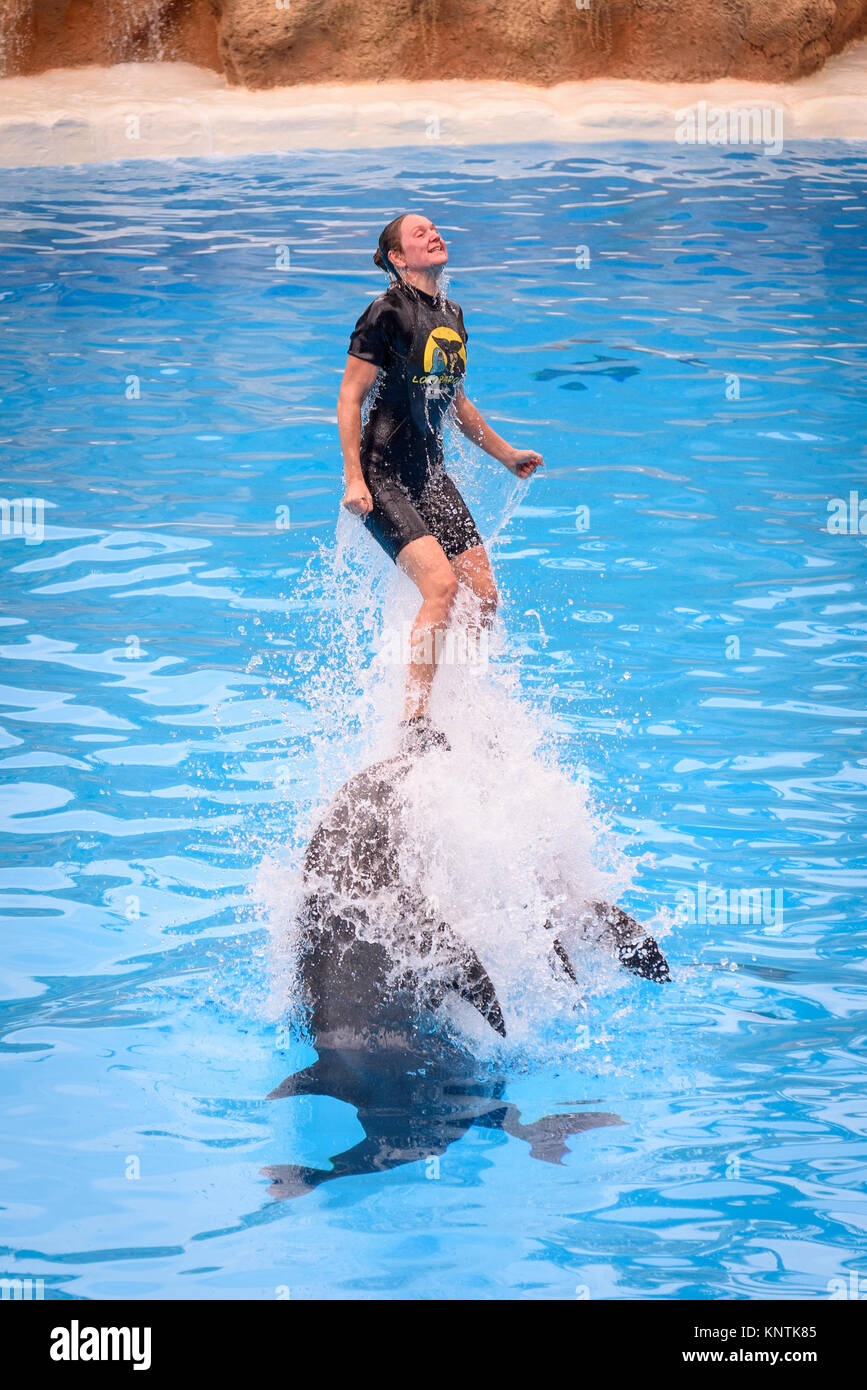 Due delfini spingendo il trainer fuori dell'acqua alla Loro Parque Foto Stock