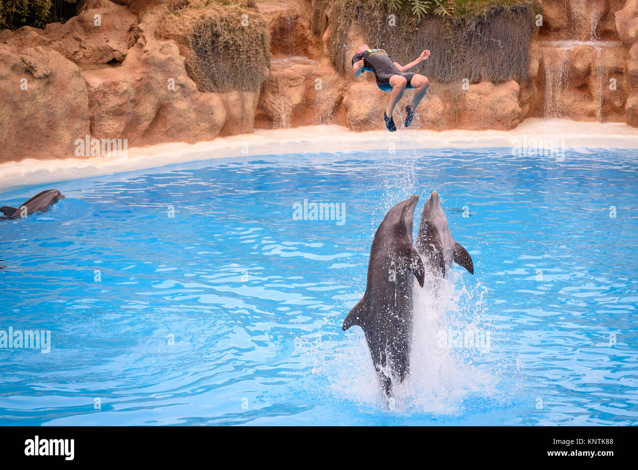 Due delfini spingendo un trainer nell'aria a Loro Parque Foto Stock