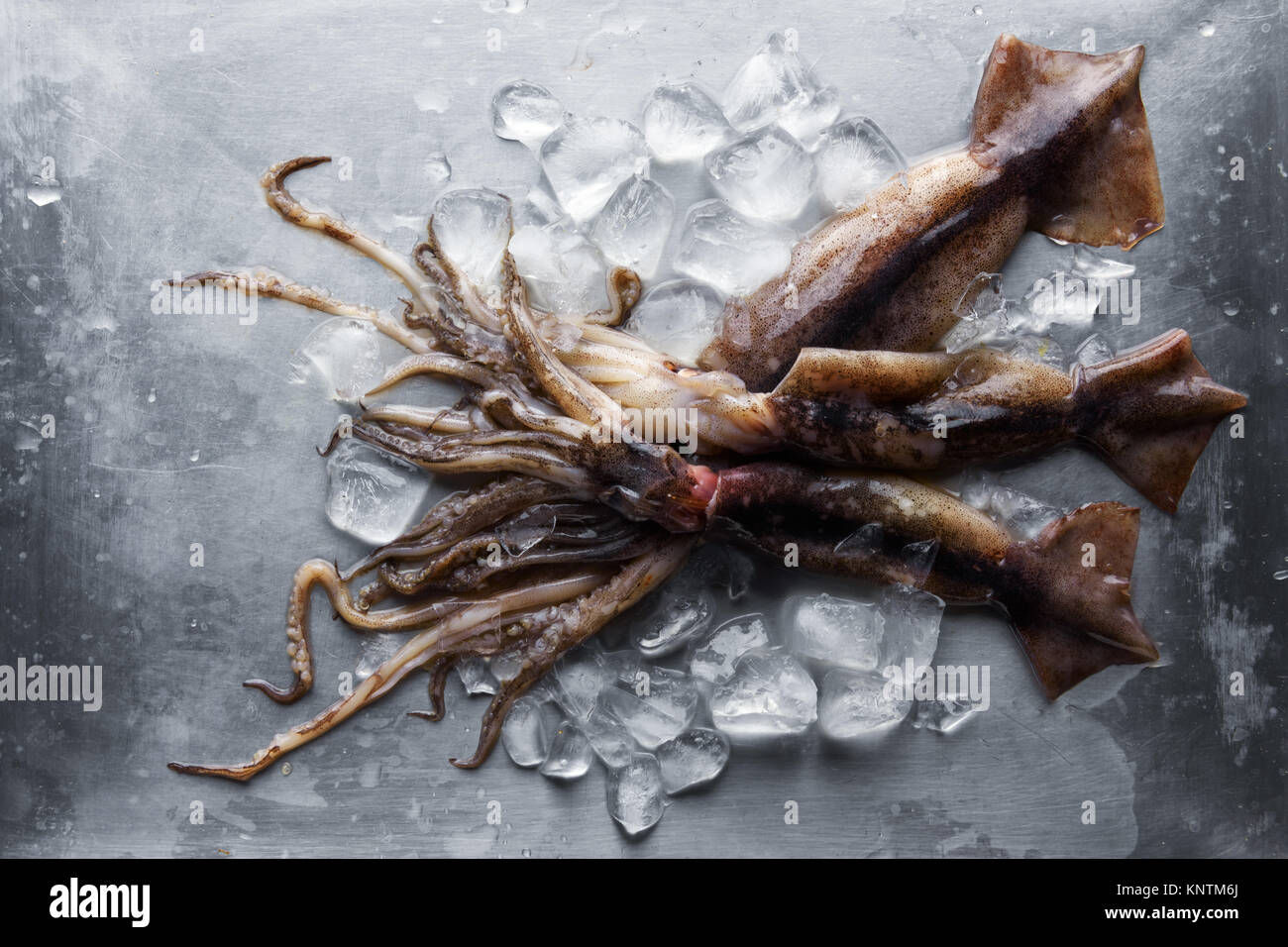 Materie calamari con cubetti di ghiaccio su piastra in acciaio Foto Stock