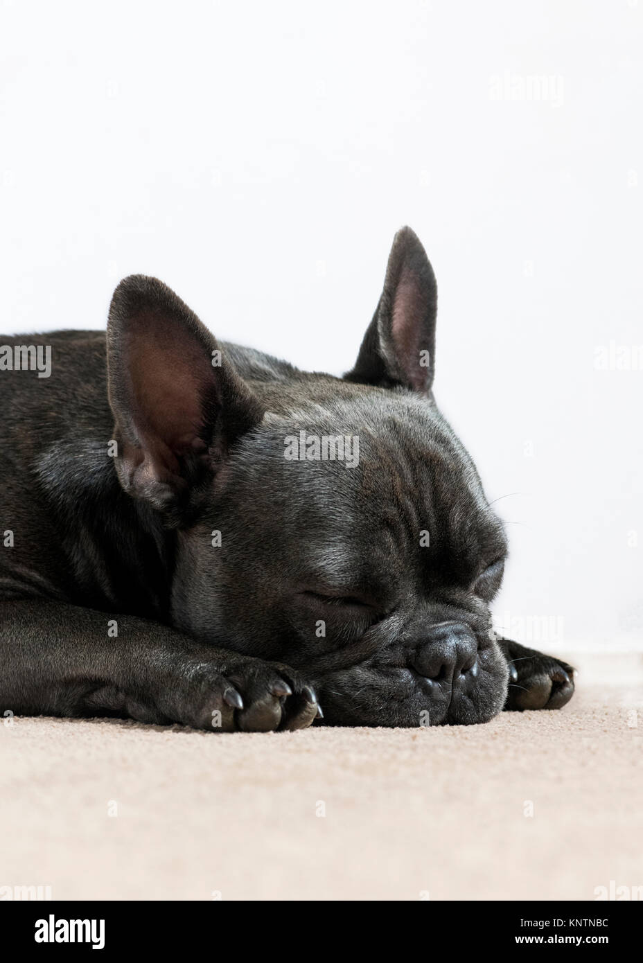 Vista Laterale Di Un Bulldog Francese Dormire A Sonnecchiare