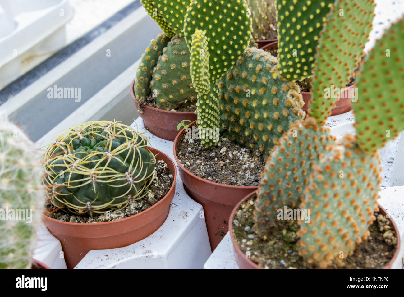 Varie cactus in vasi di plastica, close up shot Foto Stock