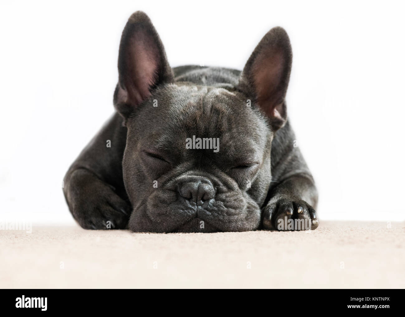 Carino vicino la piena immagine frontale di un bulldog francese addormentato sognando su un tappeto color crema con uno sfondo bianco per l'uso di testo e testo Foto Stock