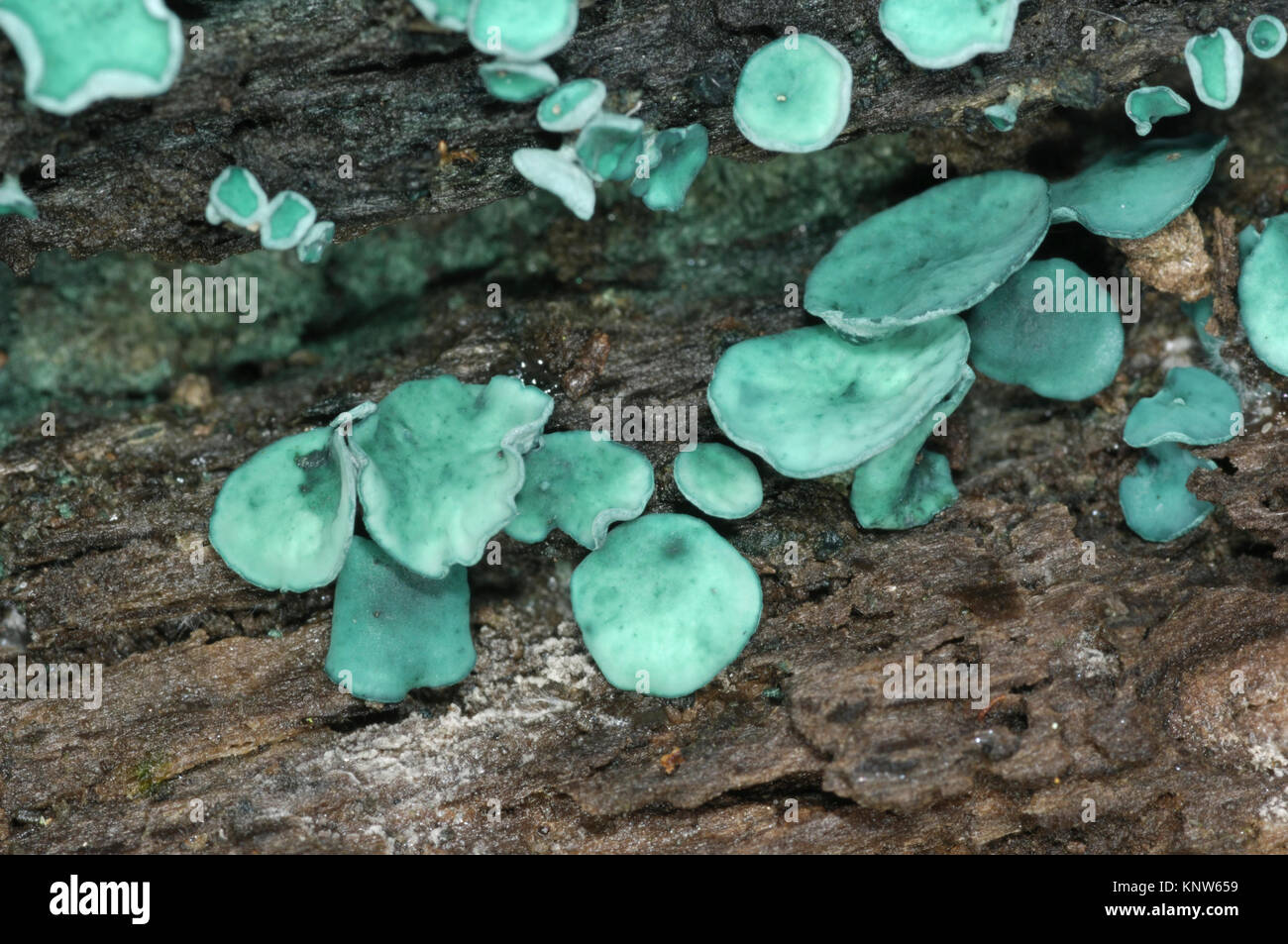 Verde - Elfcup Chlorociboria aeruginascens Foto Stock