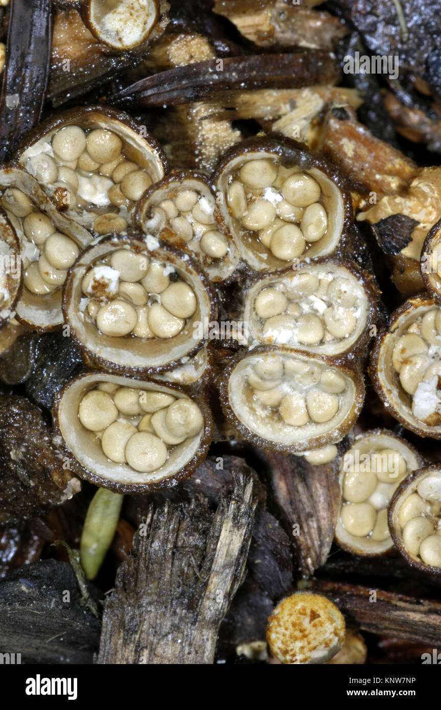 Common Bird's Nest - Crucibulum laeve Foto Stock