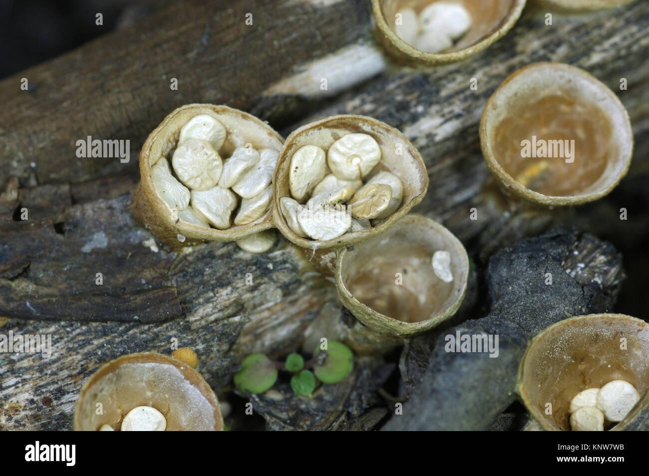 Common Bird's Nest - Crucibulum laeve Foto Stock