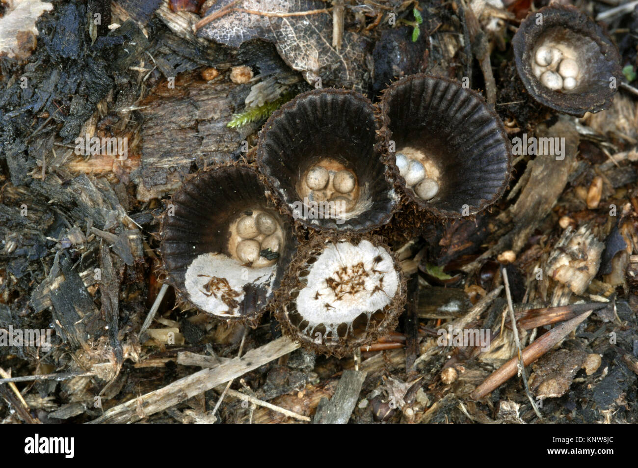 Pieghe di Bird's Nest - Cyathus striatus Foto Stock