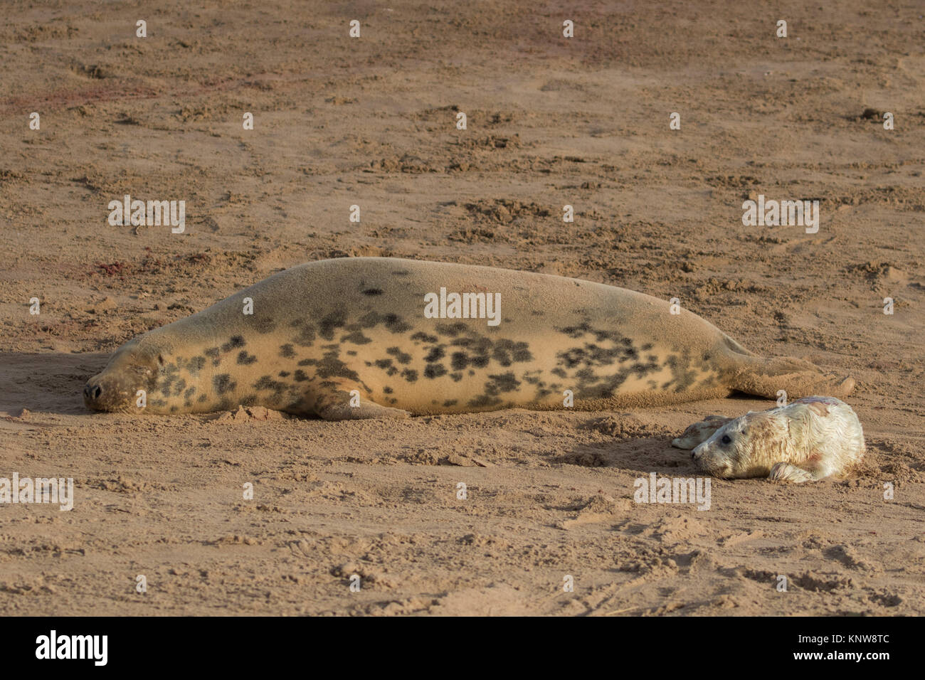 Guarnizione grigio madre e Pup Foto Stock