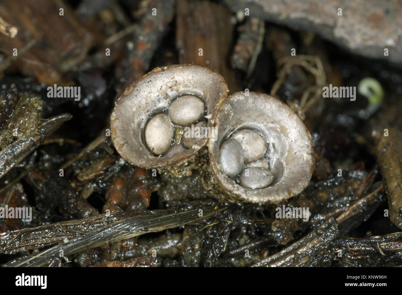 Campo Bird's Nest - Cyathus olla Foto Stock
