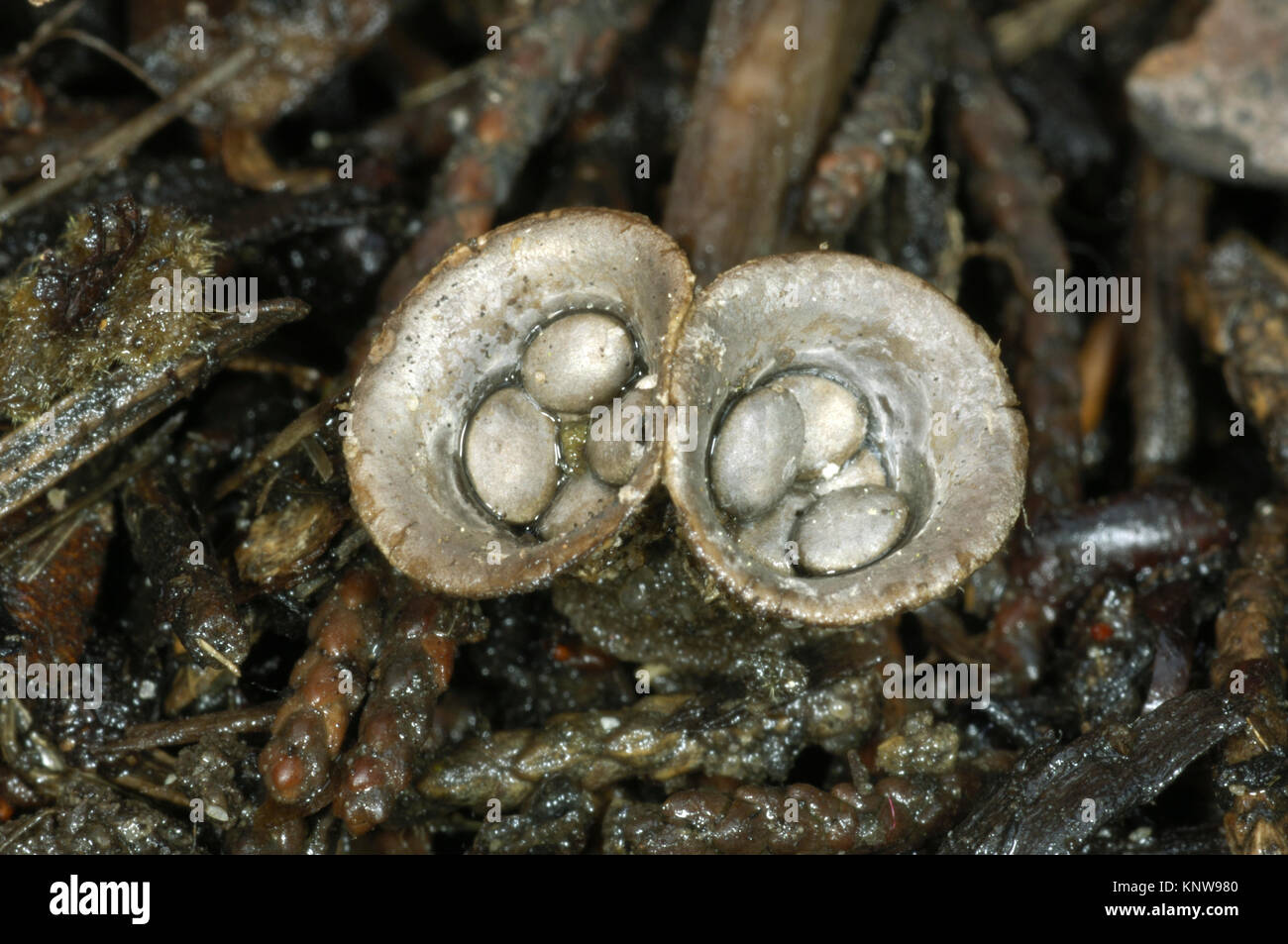Campo Bird's Nest - Cyathus olla Foto Stock