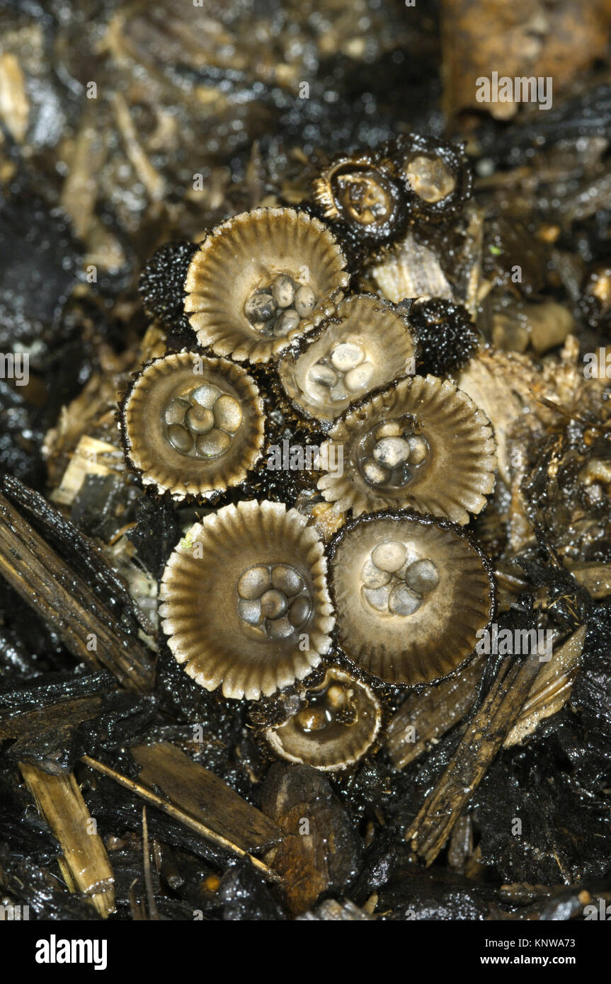 Pieghe di Bird's Nest - Cyathus striatus Foto Stock
