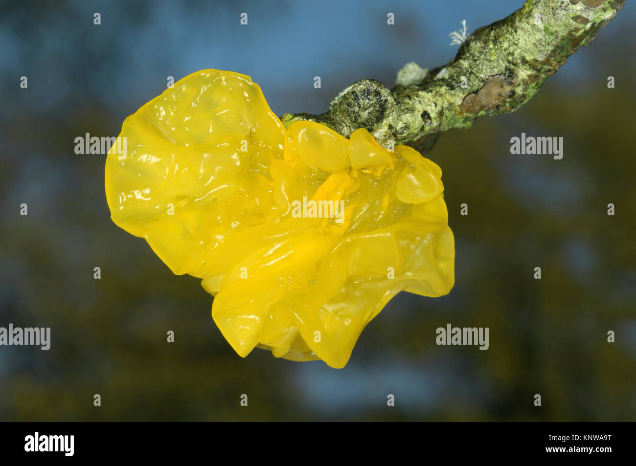 Giallo - cervello Tremella mesenterica Foto Stock