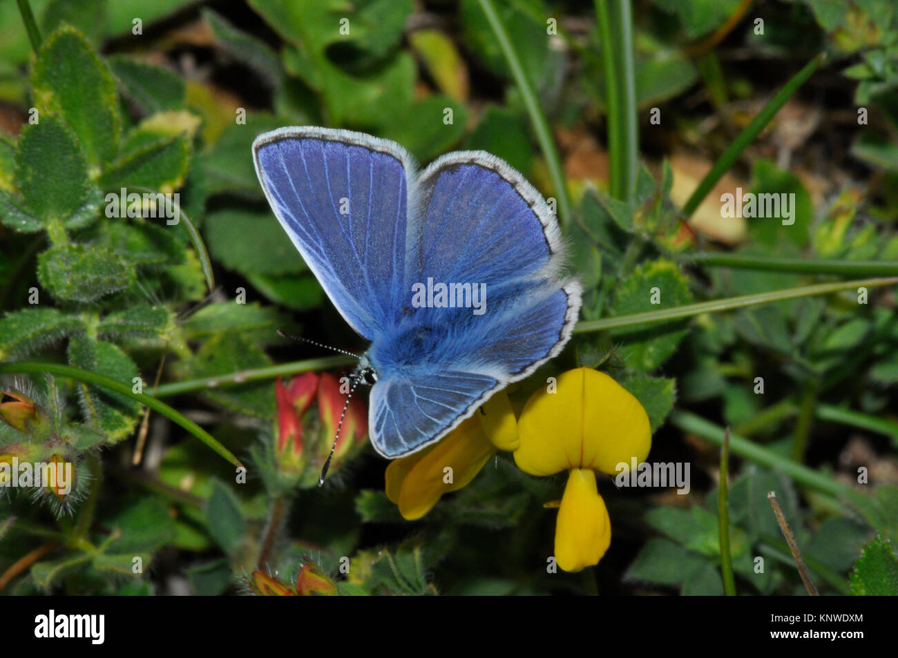 Comune, Blue Butterfly,'Polyommatus isarus", comune,Martin giù,Hampshire, Inghilterra, Regno Unito Foto Stock