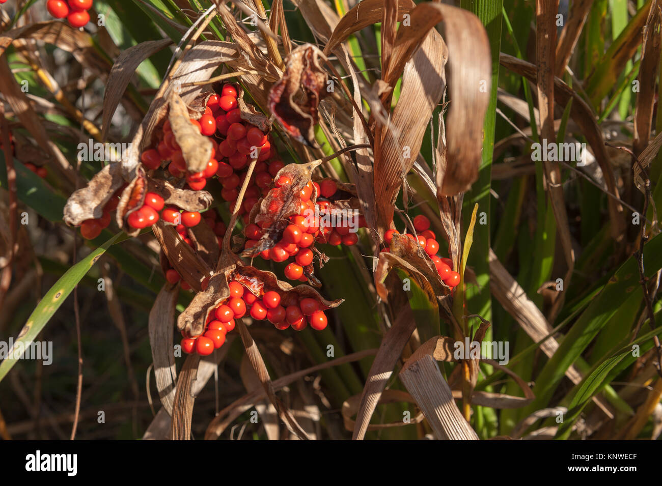 Arancio brillante autunno rosso semi del Regno Unito British nativo puzzolente, iris Iris foetidissima dove baccelli hanno aperto pronto per la dispersione Foto Stock