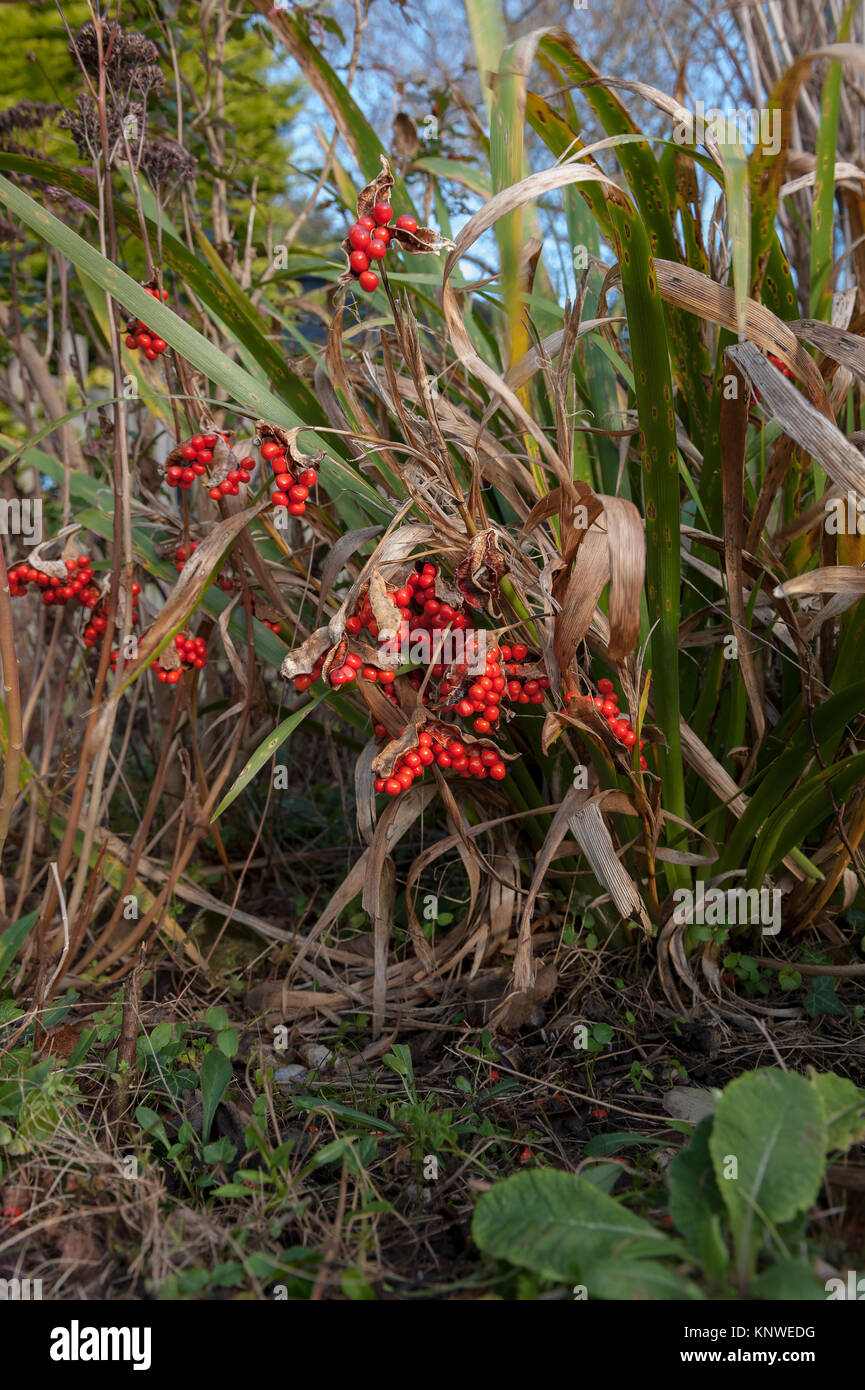 Arancio brillante autunno rosso semi del Regno Unito British nativo puzzolente, iris Iris foetidissima dove baccelli hanno aperto pronto per la dispersione Foto Stock