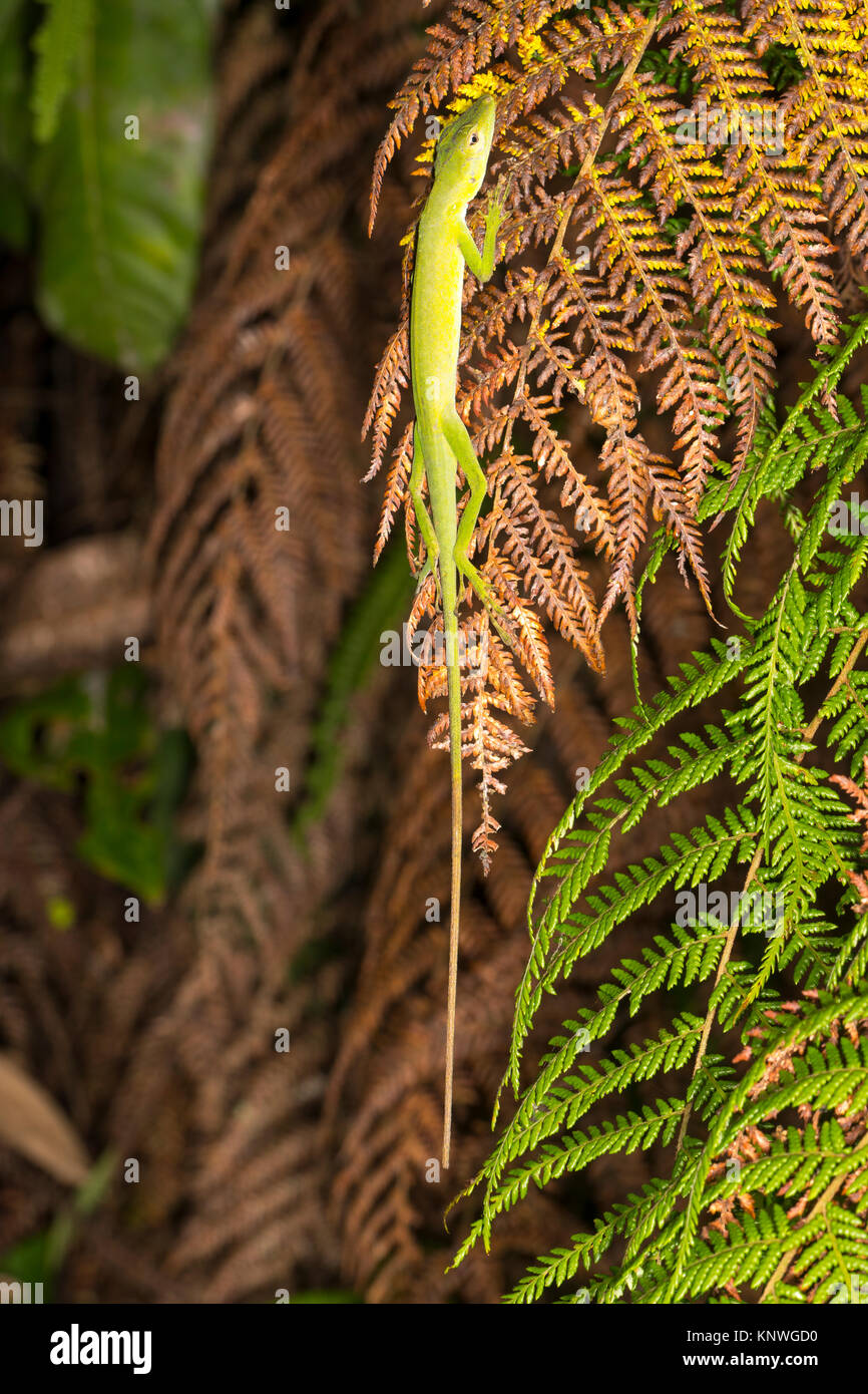 Lizard Anolis sono ' appollaiati su un albero di foglia di felce durante la notte nella foresta pluviale, Cordillera del condor in Amazzonia ecuadoriana Foto Stock