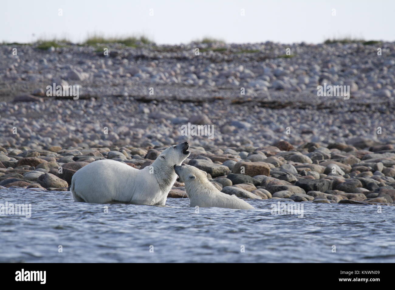 Due orsi polari (Ursus maritimus) combattimenti nell'Oceano artico vicino Arviat, Nunavut Canada Foto Stock